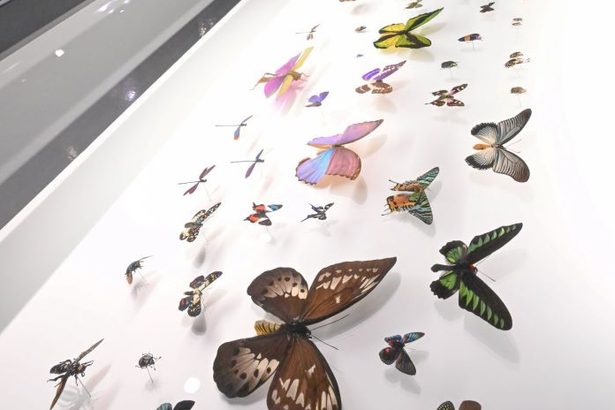すべての虫ぎらいにお届けする「アートと虫の美しい世界」とは　りゅうPONで連載中のセイタ先生が制作　県立博物館・美術館で開催中　沖縄