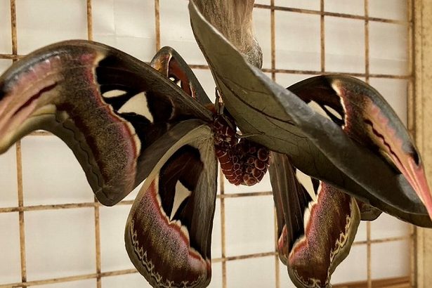 日本最大のガ「ヨナグニサン」を生体展示　「初めて見つけた」交尾の様子も　与那国のアヤミハビル館　沖縄