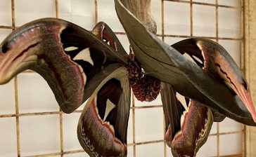 日本最大のガ「ヨナグニサン」を生体展示　「初めて見つけた」交尾の様子も　与那国のアヤミハビル館　沖縄