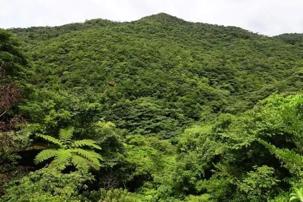 「思い出の場所に行こう」　82歳男性が名護の山中で遭難　登山シーズン前に署は注意呼びかけ　沖縄　