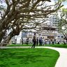 那覇市久茂地の「三角公園」改修、サクラ咲く新たな名所に　バリアフリーで親しみやすく　沖縄