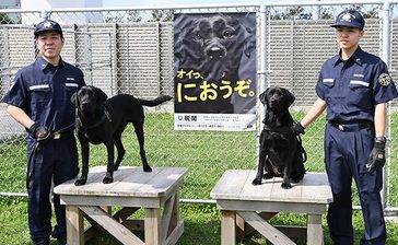 麻薬探知犬のコルビー号、ウゾー号、着任　那覇空港などで検査　沖縄