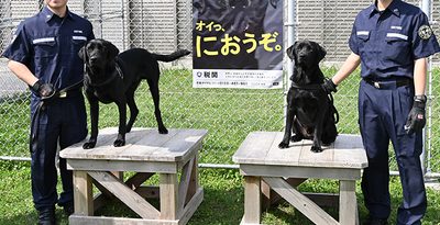麻薬探知犬のコルビー号、ウゾー号、着任　那覇空港などで検査　沖縄