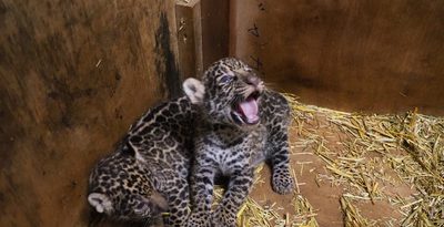 【動画】ジャガーの赤ちゃん、産まれたよ　沖縄こどもの国　15歳以下は5月3日から入場料無料に　　
