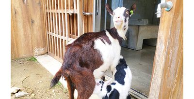 赤ちゃんすくすく　会いに来て　こどもの国　ヤギ、リス、チャーン…　出産の春