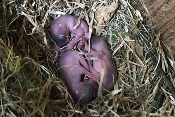 沖縄こどもの国で誕生した、ニホンリスの赤ちゃん（提供）