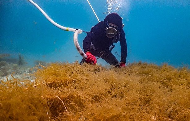 沖縄県産モズク10％減1万6208トン　24年度産　海水温上昇など影響