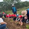 土に触れ農業に関心を　本部、園児ら野菜収穫体験