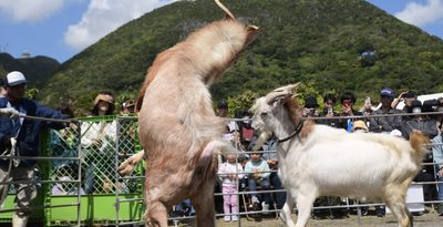 名護で勝山シークヮーサー祭　闘ヤギの迫力に歓声　沖縄