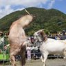 名護で勝山シークヮーサー祭　闘ヤギの迫力に歓声　沖縄
