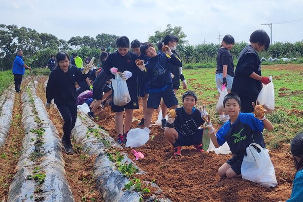 「ジャガイモ　でっかい」　宜野座・松田小児童、収穫体験