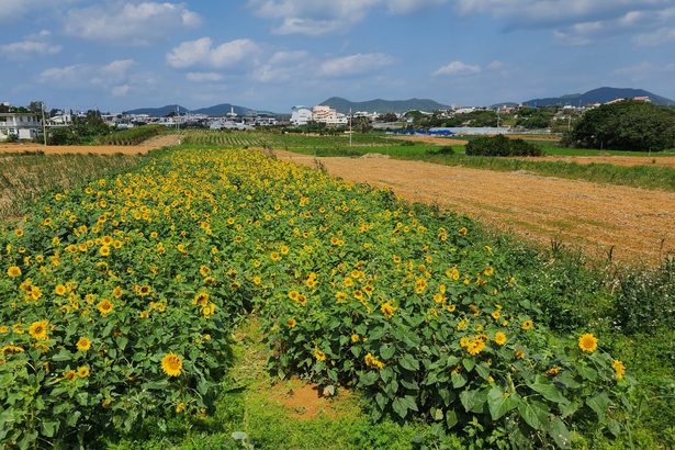 ３００坪　畑にヒマワリ　宜野座村惣慶区