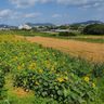 ３００坪　畑にヒマワリ　宜野座村惣慶区