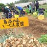伊江島で野菜収穫体験　島添の丘の子ら４０人、交流も