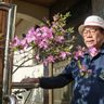 沖縄固有植物　自宅で育てる　那覇の長嶺さん　ツツジやセイシカ
