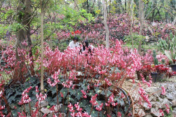 ピンクのにぎわい　ベゴニアが満開　沖縄・本部町伊豆味　見頃は5月中旬まで