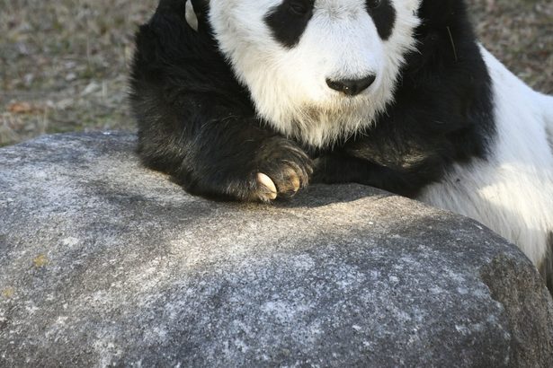 タンタン天国へ　日本最高齢２８歳　神戸、王子動物園