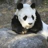 タンタン天国へ　日本最高齢２８歳　神戸、王子動物園