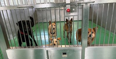 犬の殺処分が初の「実質ゼロ」に　沖縄、全国ワーストの時代も…ボランティア奮闘が要因