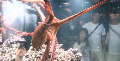 タコ、カニ　大きくてすごい　豊見城のDMM水族館に「冷水魚エリア」 沖縄