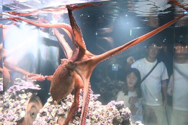 タコ、カニ　大きくてすごい　豊見城のDMM水族館に「冷水魚エリア」 沖縄