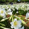 伊江島　まぶしい白　２７日からゆり祭り