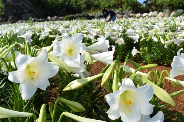 伊江島のテッポウユリ　いま何分咲き？　27日から100品種のゆり祭り