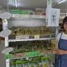 「日本一」早い一番茶　国頭村・奥で新茶発売　「ぜひ味わって」　沖縄　
