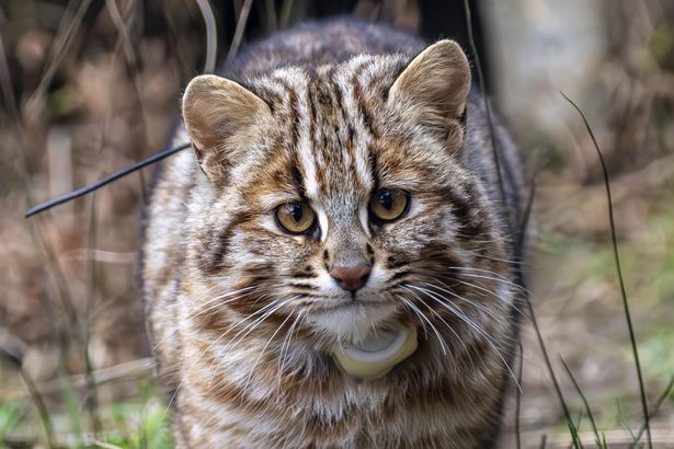 ツシマヤマネコ　２２日野生へ放獣