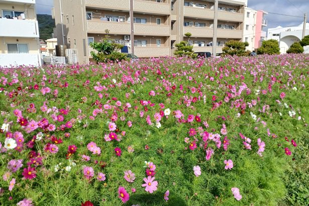 佐敷津波古でコスモス　「花咲かす会」21日に祭り