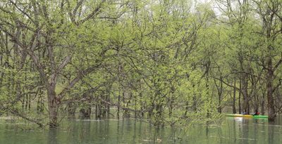 ＜はと笛＞白川湖で「水没林」見頃