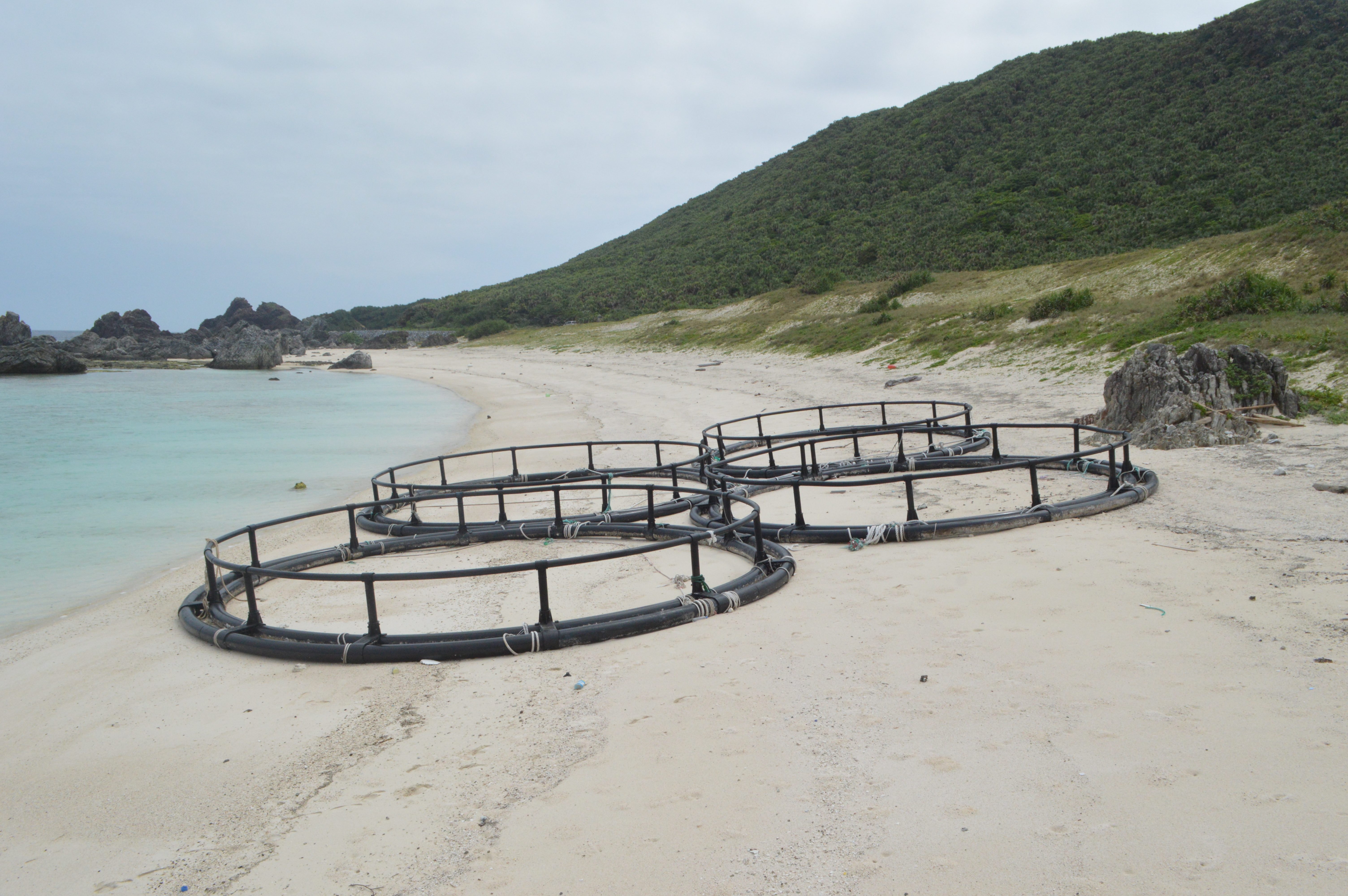 巨大な輪、浜に漂着　伊平屋、潮下浜　養殖のイカダ？