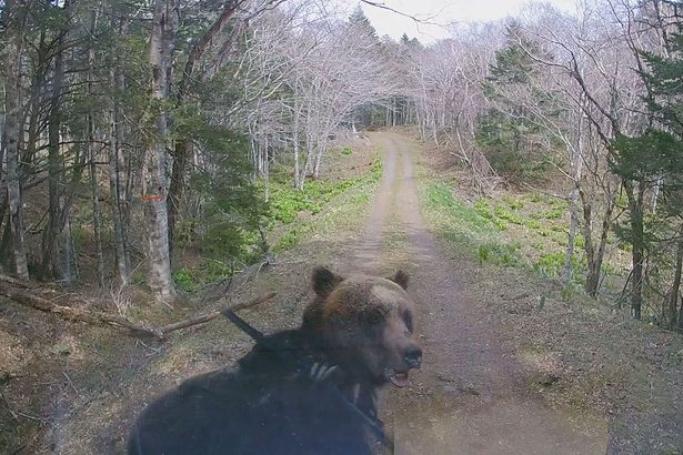 ヒグマ、軽トラに体当たり