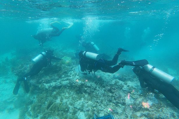 「8万群体の生存、どう確認する」　識者、サンゴ移植に疑問　辺野古新基地建設　沖縄