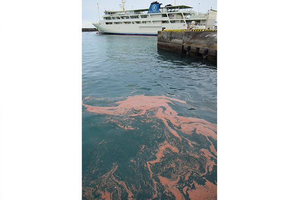 神秘的な光景…港がピンクに染まる　サンゴの卵が漂着　伊江・沖縄