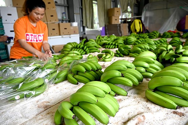 沖縄産バナナを全国へ　有機栽培で「えぐみ」少なく　読谷　土づくりもこだわり