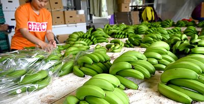 沖縄産バナナを全国へ　有機栽培で「えぐみ」少なく　読谷　土づくりもこだわり