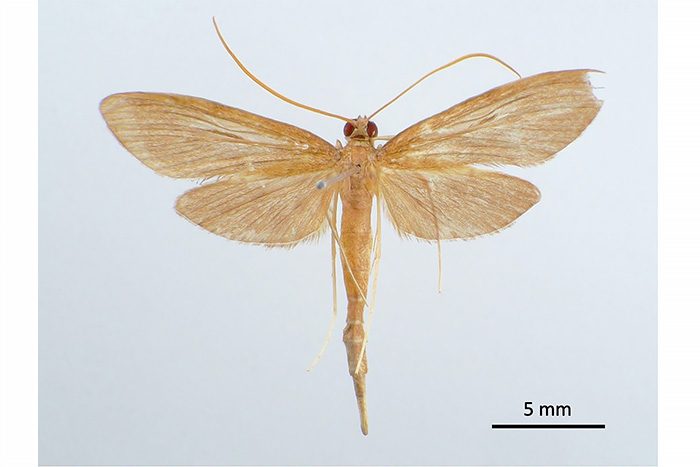 国内2例目、世界遺産の島で未知の昆虫発見 マングローブ林だけに生息 沖縄・西表島 - 琉球新報デジタル