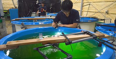 日本初、シロギスの完全陸上養殖　沖縄・伊平屋村で　「水温安定で成長早く」ブランド化も　広島の商社が手がける　