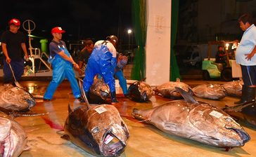 クロマグロ採捕停止命令　県、漁獲可能量95％に　沖縄