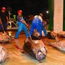 クロマグロ採捕停止命令　県、漁獲可能量95％に　沖縄