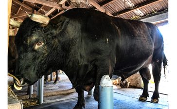 規格外！1300キロ「沖縄一の巨漢牛」が全島王者に挑戦　【どローカルリポート】