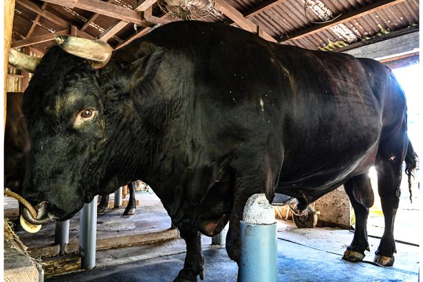 規格外！1300キロ「沖縄一の巨漢牛」が全島王者に挑戦　【どローカルリポート】