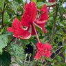 「レッドフラミンゴ」咲く　ハイビスカスが変わり咲き　八重瀬町・沖縄