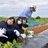 「黄金芋」の作付け体験　伊計で具志川商生徒ら