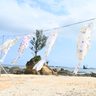コイじゃなく「ジュゴンのぼり」悠々と　沖縄・名護市瀬嵩の浜