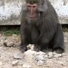 サルが鳴らした石　“支猿”のお礼　愛知の動物園、運営資金募る