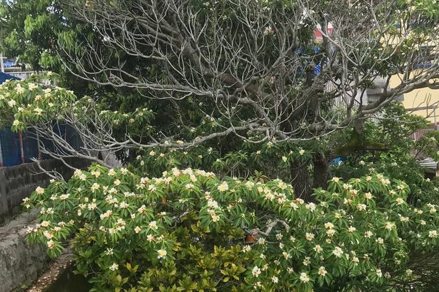 イジュ開花　梅雨近づく　沖縄市内　満開の木も