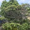イジュ開花　梅雨近づく　沖縄市内　満開の木も