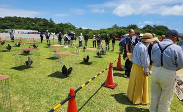 「ケッ、ケー、ケッ」美声競う　沖縄在来鶏「チャーン」30羽、うるま市で大会　